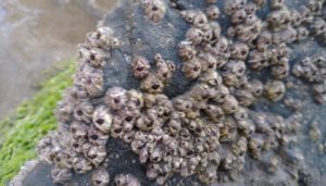 Barnacles