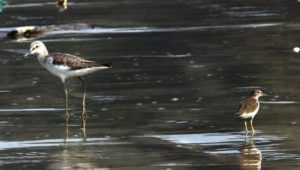 Water waders